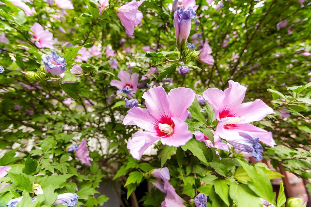 In Cozy Little Yard 公寓 *