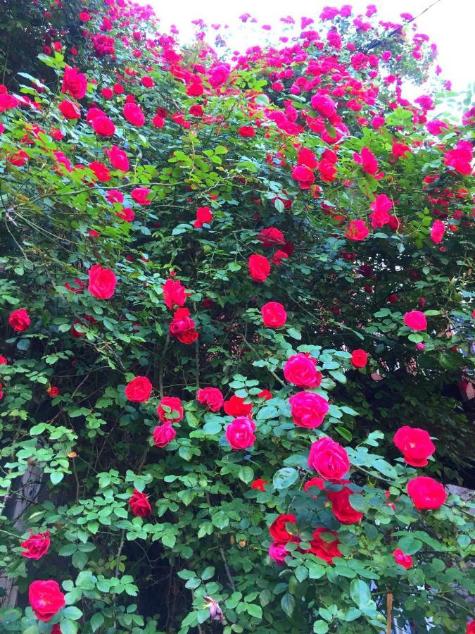 In Cozy Little Yard 第比利斯